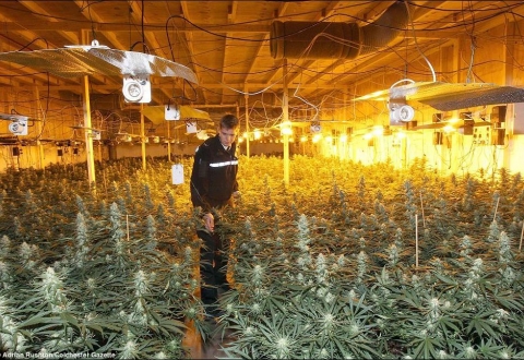 марихуана в малаге
